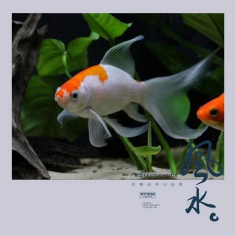 做生意養魚|做生意養什麼魚最招財 養魚風水詳解